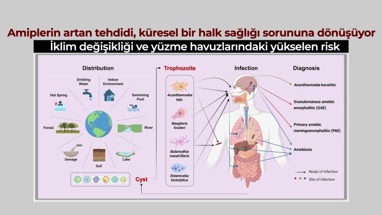 Amiplerin artan tehdidi, küresel bir halk sağlığı sorununa dönüşüyor