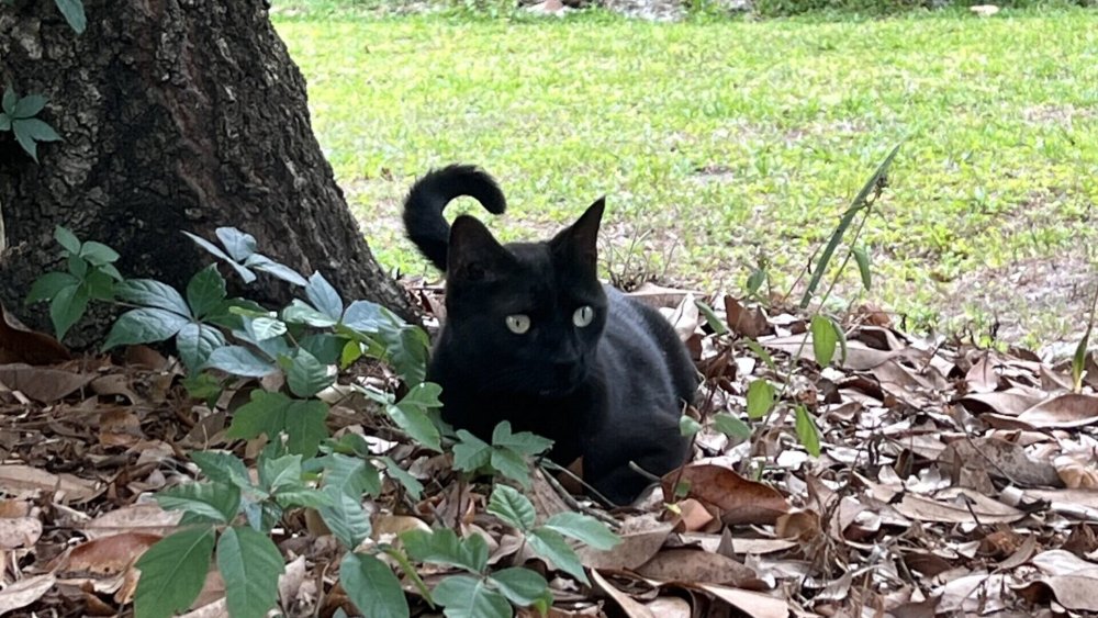 https://www.mikro-makro.net/kedi-pepper-yeni-bir-virusun-daha-kesfedilmesini-sagladi
