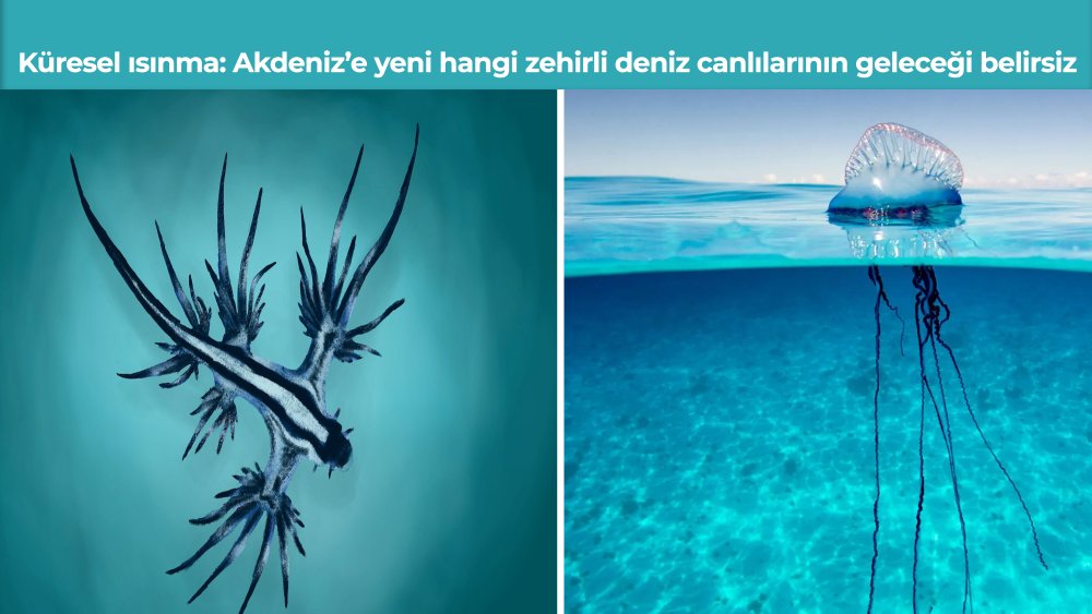 https://www.mikro-makro.net/kuresel-isinma-akdenize-yeni-hangi-zehirli-deniz-canlilarinin-gelecegi-belirsiz