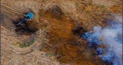 Europol Raporu: Ormancılık suçlarıyla birlikte genel olarak çevre suçları ele alındı