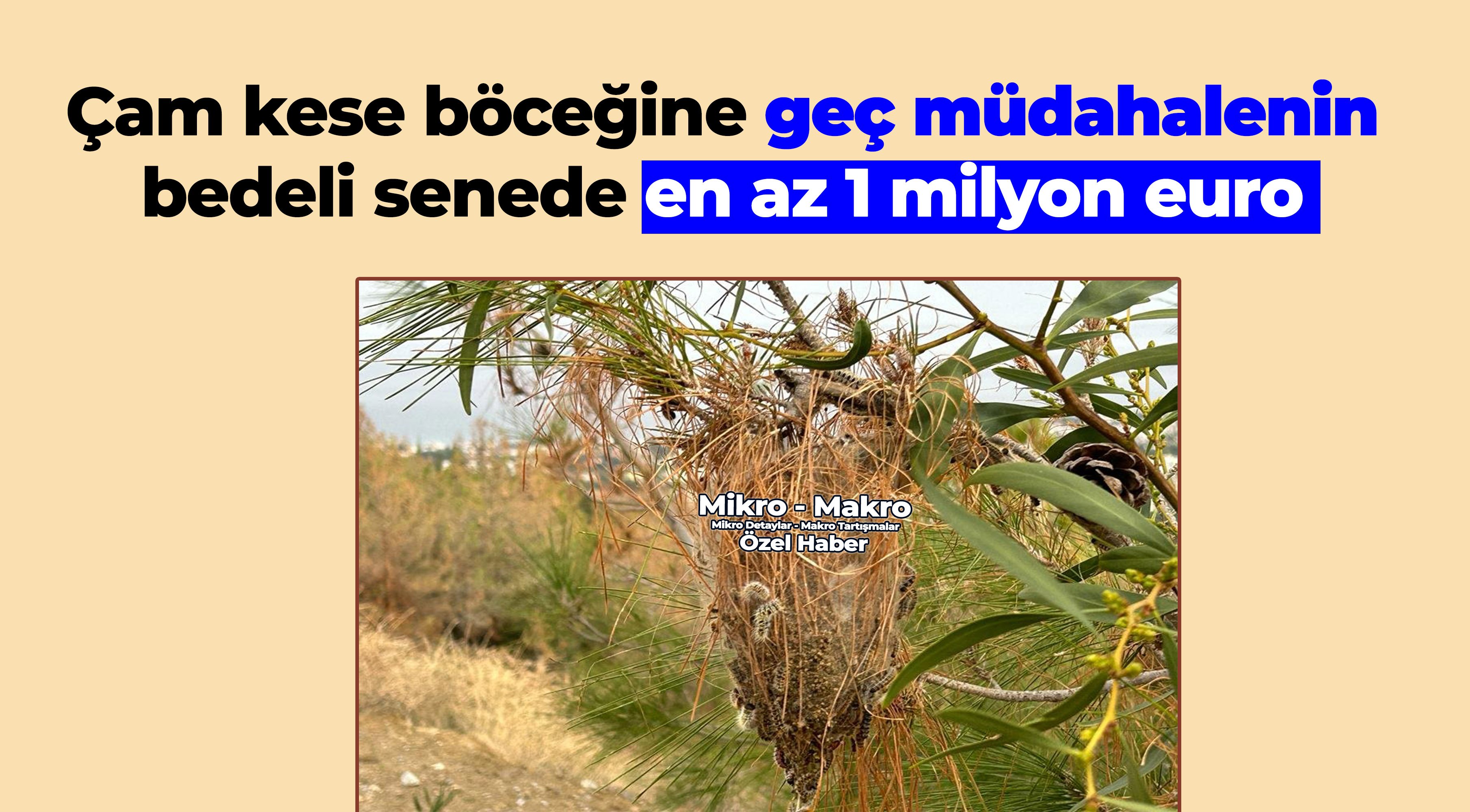 Çam kese böceğiyle geç mücadelenin bedeli senede en az 1 milyon euro!