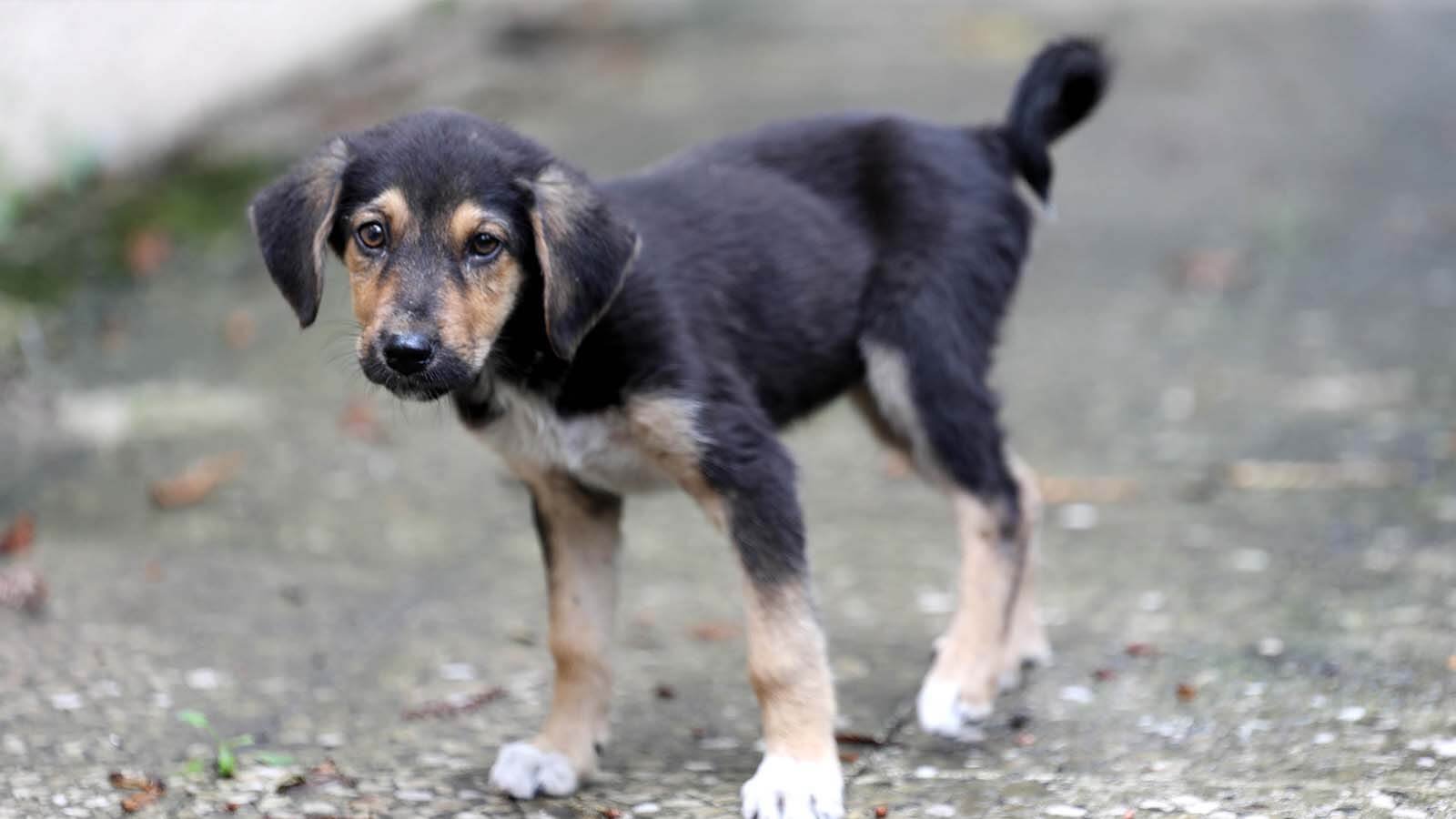 Rahvancıoğlu, kuzey Kıbrıs’ta kurulu derneğin ‘katliam yasası’ önerdiğini ileri sürdü