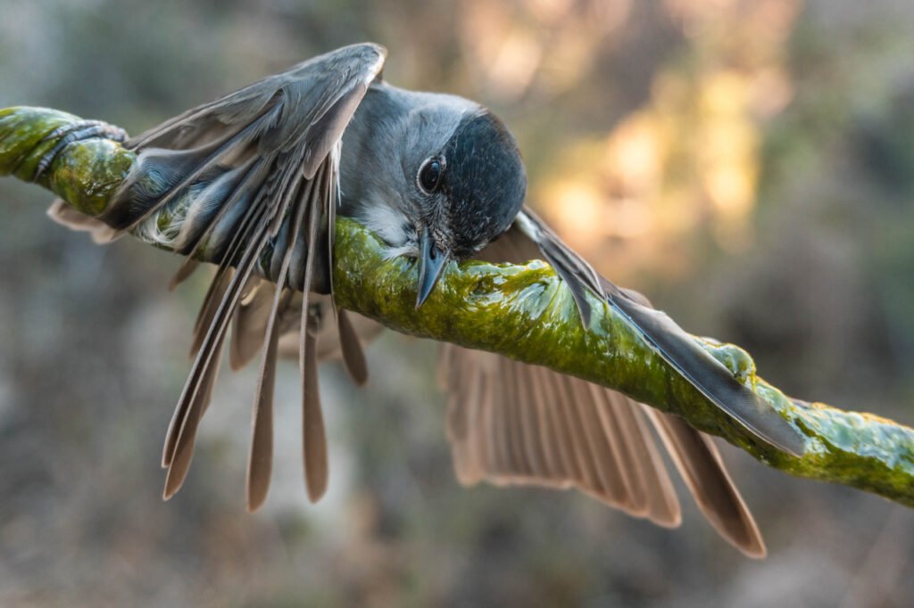Güney Kıbrıs’ta 2024 sonbaharında 620 bin yabani kuş tuzağa düşürülerek öldürüldü