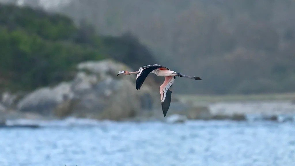 Flamingo İngiltere’deki hayvanat bahçesinden kısaltmış kanadıyla Fransa’ya kaçtı
