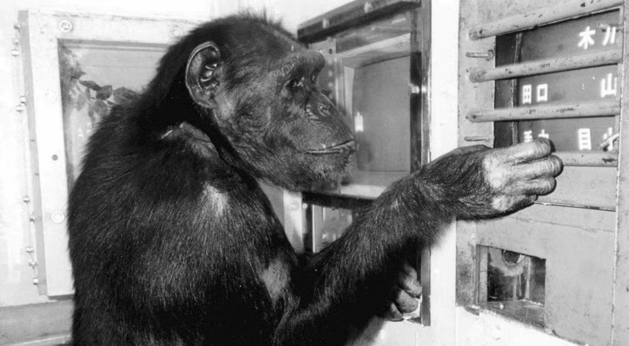 Primat zekası araştırmalarını kökten değiştiren 'dahi' dişi şempanze Ai öldü