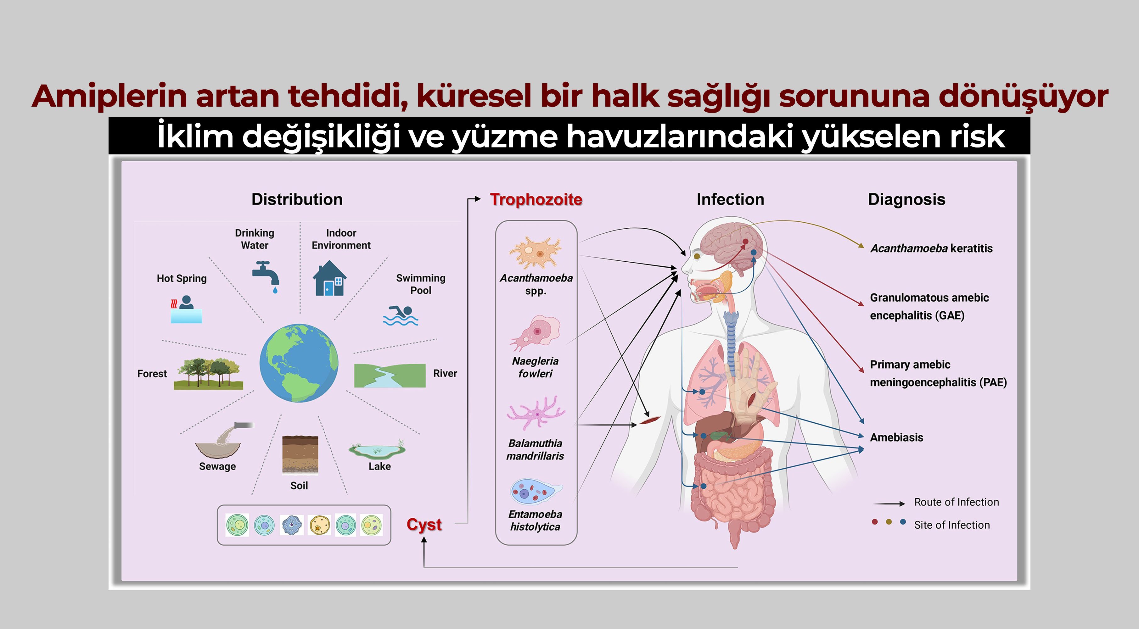 Amiplerin artan tehdidi, küresel bir halk sağlığı sorununa dönüşüyor